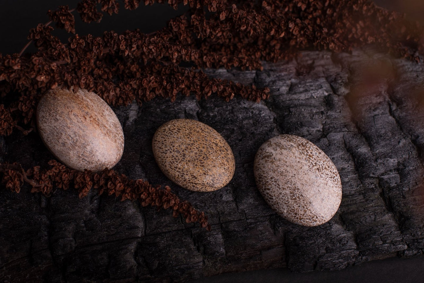 Dinozauro kaulas – XXL - www.Kristalai.eu