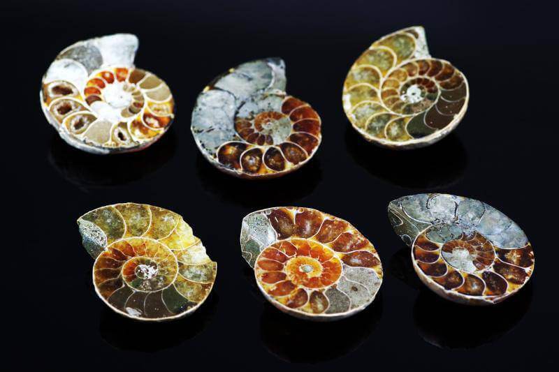 Amonitas fosilija – 10-25mm - www.Kristalai.eu