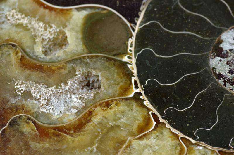 Amonitas fosilija – 170mm, natūralus amonito fosilijos pavyzdys su ryškiais sluoksniais ir mineralų įdėklais, kolekcinis mineralas ir unikalus akmens pavyzdys.