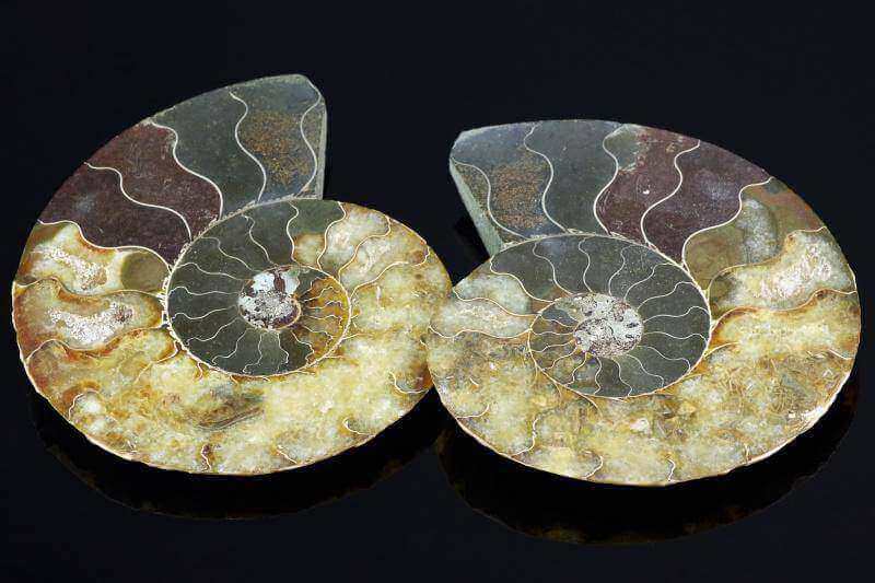 Dviejų natūralių mineralų pusės, su pažymėtomis spiralės formos linijomis, pavaizduojantys Amonitas fosilija – 170mm unikalų struktūrinį raštą.