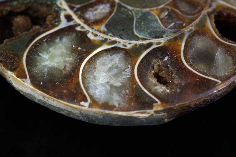 Amonitas fosilija – 45-60mm - www.Kristalai.eu