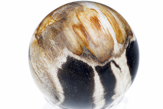 Suakmenėjęs medis sfera su balta, ruda ir juoda spalvų raštais ant baltos fono.