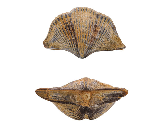 Brachiopoda - www.Kristalai.eu