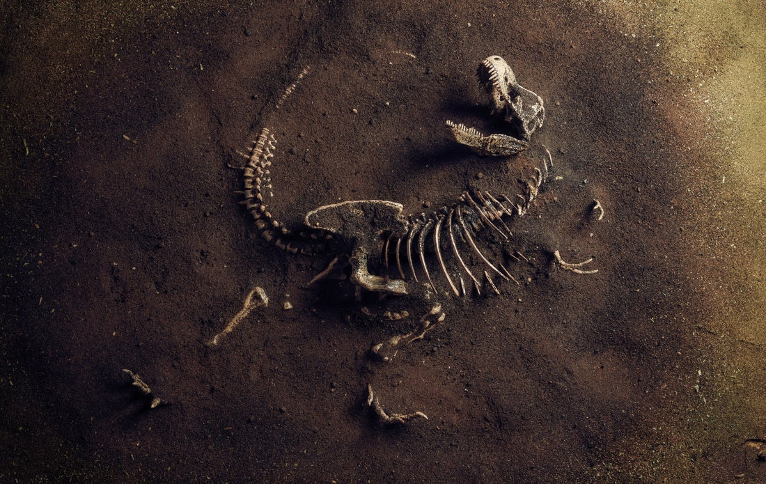 Dinozauro kaulas - www.Kristalai.eu