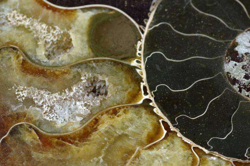 Amonitas fosilija – 170mm - www.Kristalai.eu