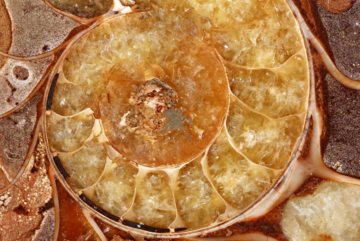 Amonito fosilija su spiraline struktūra, geltonai ruda ir balta spalva, ant tamsaus paviršiaus.
