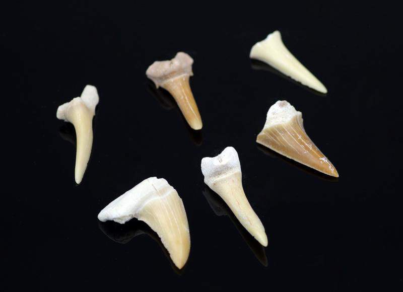 Ryklio dantis – mažutis - www.Kristalai.eu