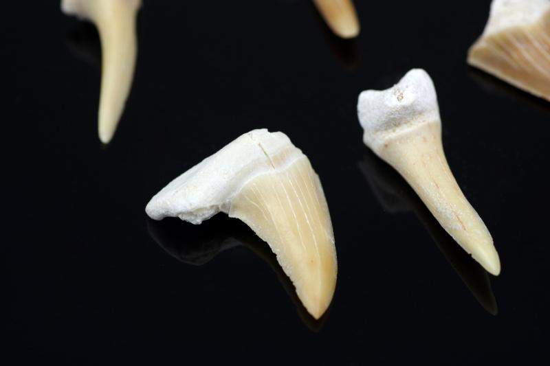 Ryklio dantis – mažutis - www.Kristalai.eu