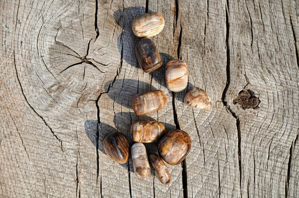 Suakmenėjęs medis - www.Kristalai.eu